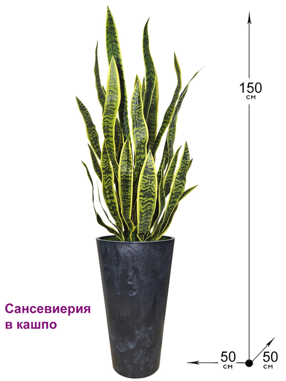 Сансевиерия в высоком черном кашпо