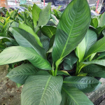 Диффенбахия DAGUENSIS GREEN (A105)