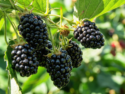 Саженец Ежевики «Лох Тей» (Ультра-ранняя, Сладкая, Гарантированный урожай)