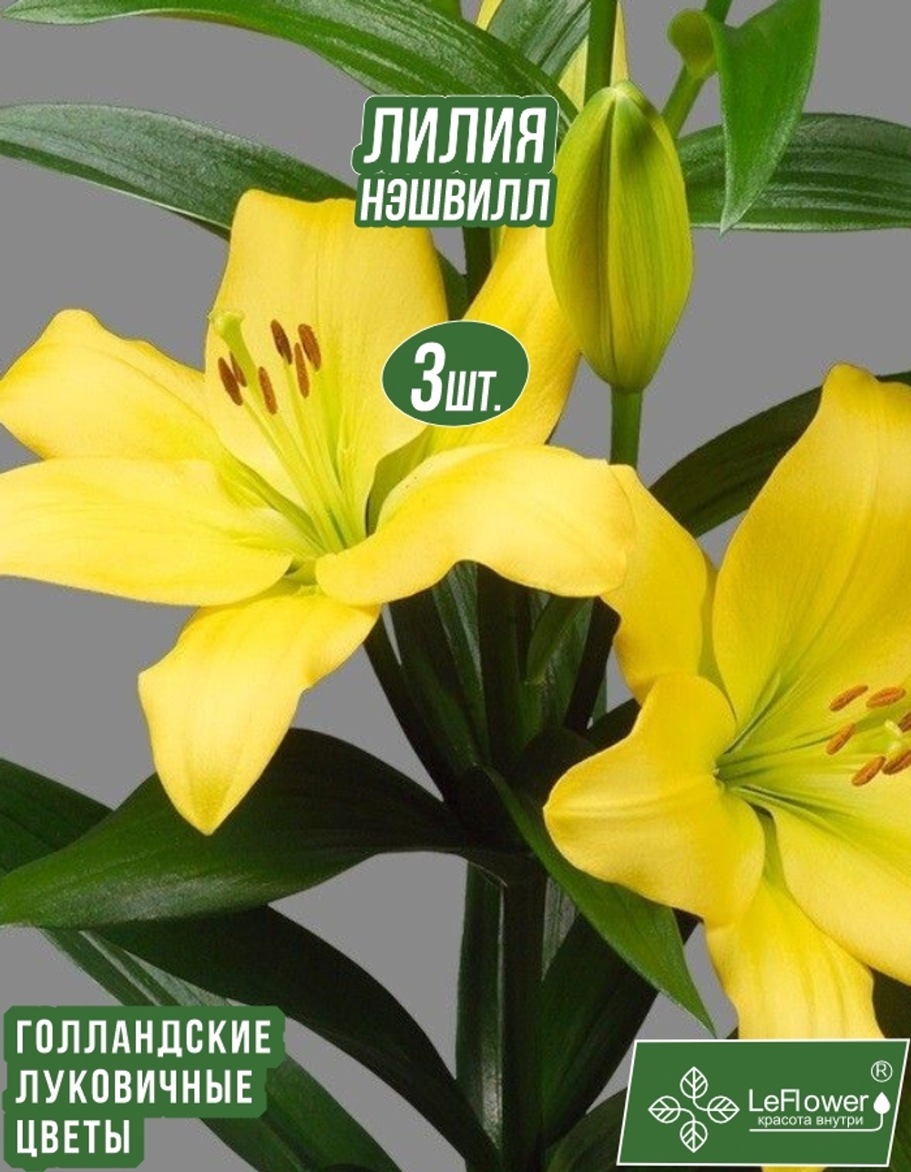 Лилия Луковица, Нэшвилл, 3 шт