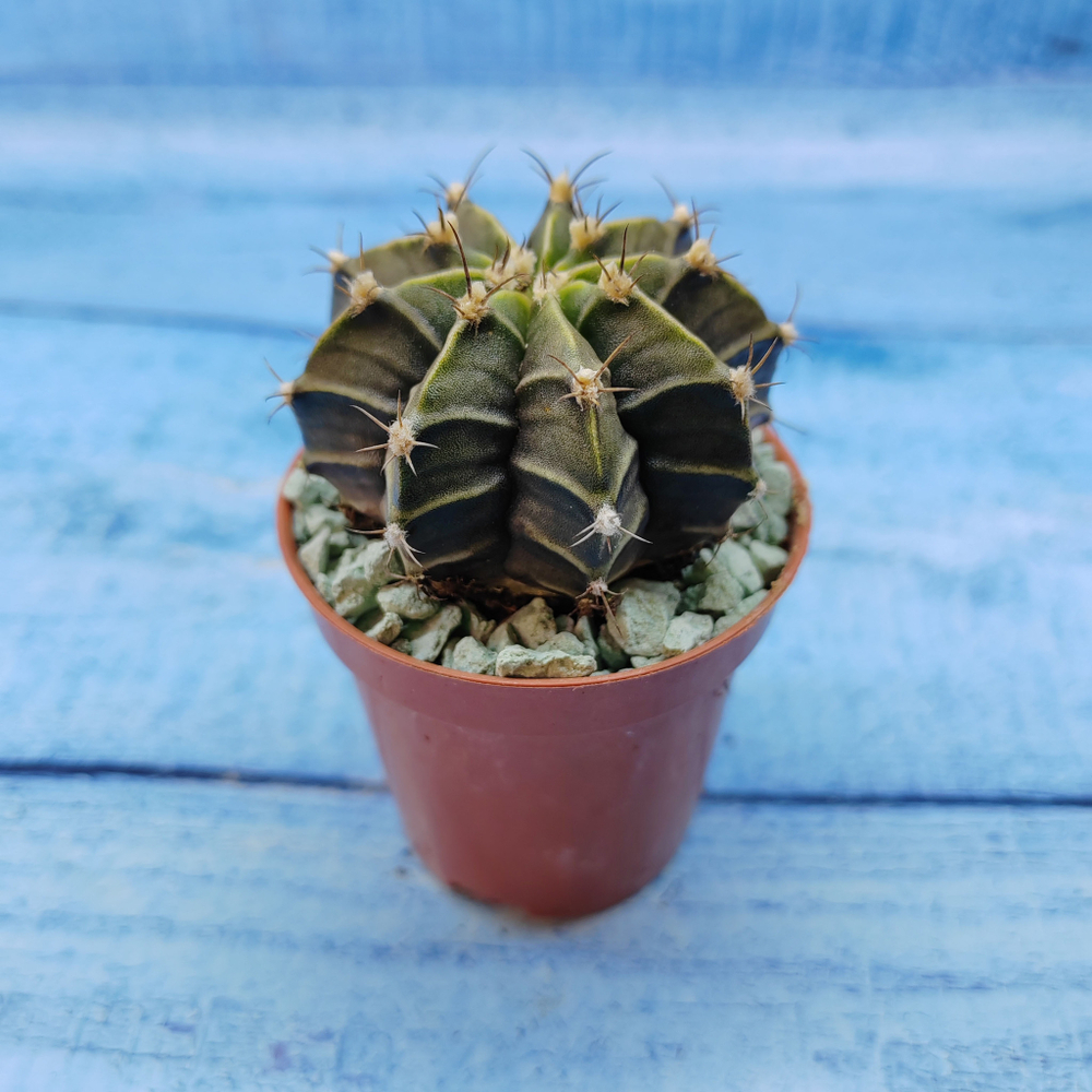 Gymnocalycium Friedrichii (Гимнокалициум)