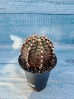 Gymnocalycium T-Rex Pink hybrid (Гимнокалициум)