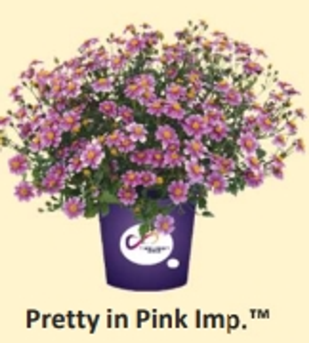 ЕВРО Биденс Pretty in Pink укорененный ЕВРО черенок НАЧАЛО ЯНВАРЯ поставка 5