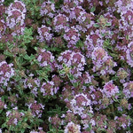 Тимьян Silver Queen