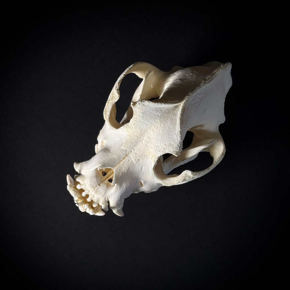 Череп собаки