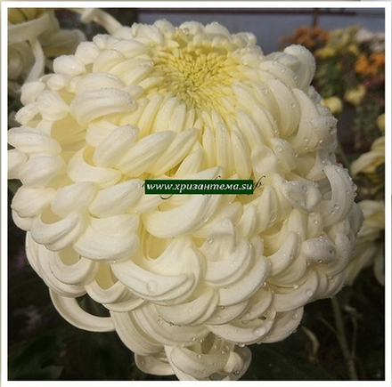 Хризантема одноголовая Viena White ☘ о.67 (отгрузка  Сентябрь)
