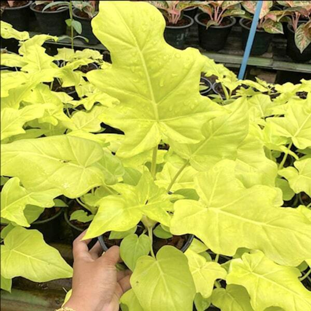 Филодендрон GOLDEN (В19)