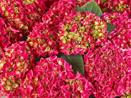 Saxon «Bright Red/ Саксон Брайт Ред