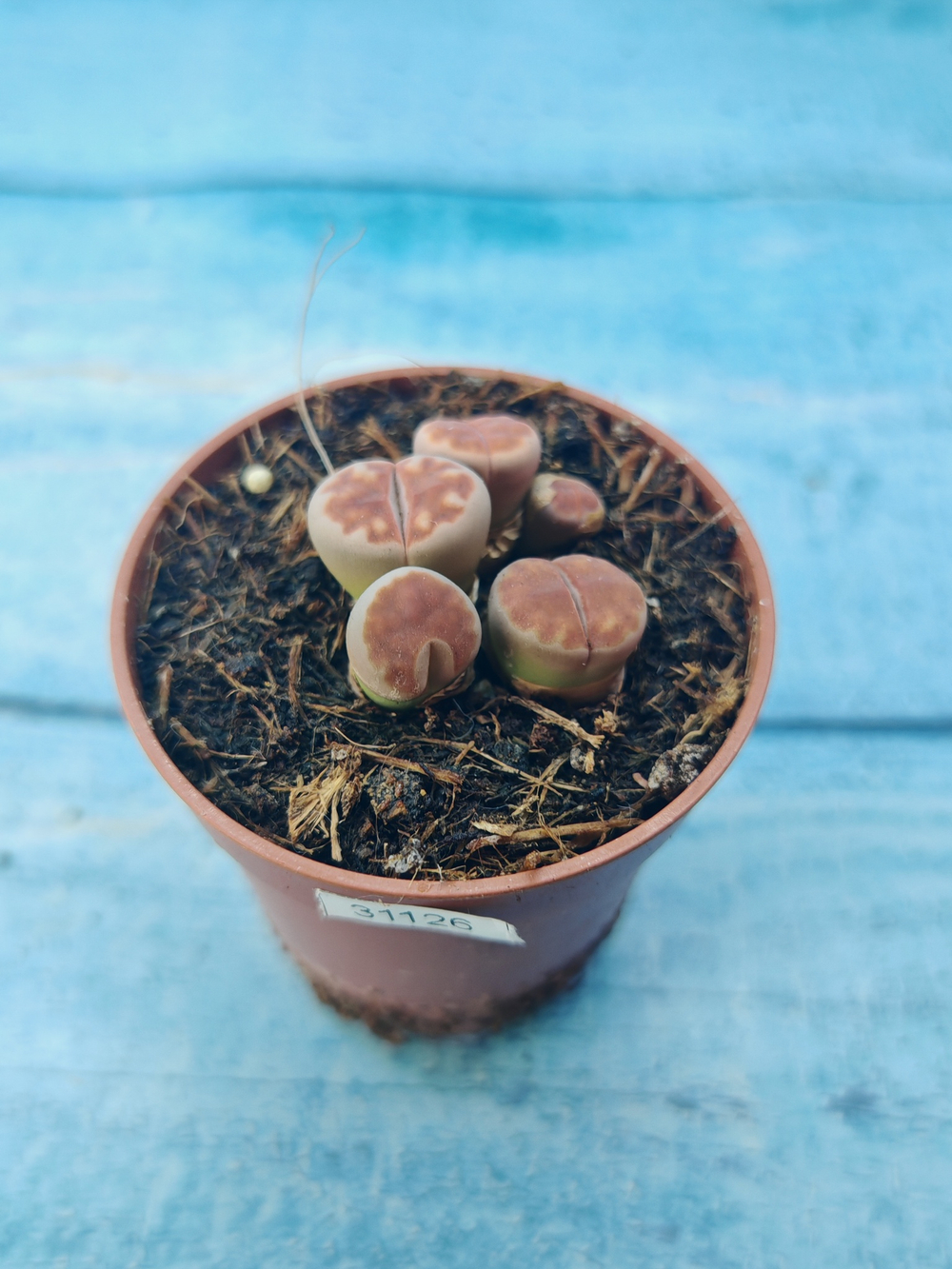Lithops sp. (Литопсы)