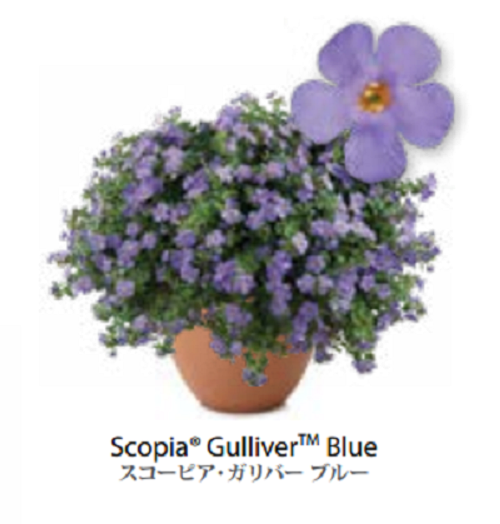 ЕВРО Bacopa Gulliver Blue укор черенок декабрь