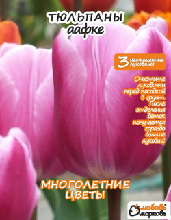 Тюльпан Луковица, Аафке, 3 шт