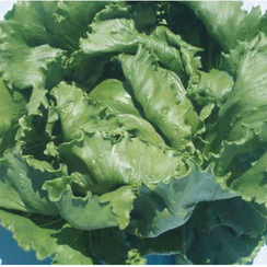 Картаганова семена салата кочанного маслянистого (Seminis / Семинис)