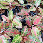 Аглаонема DOUNG SEDTHEE