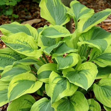 Хоста Велвет Мун С2