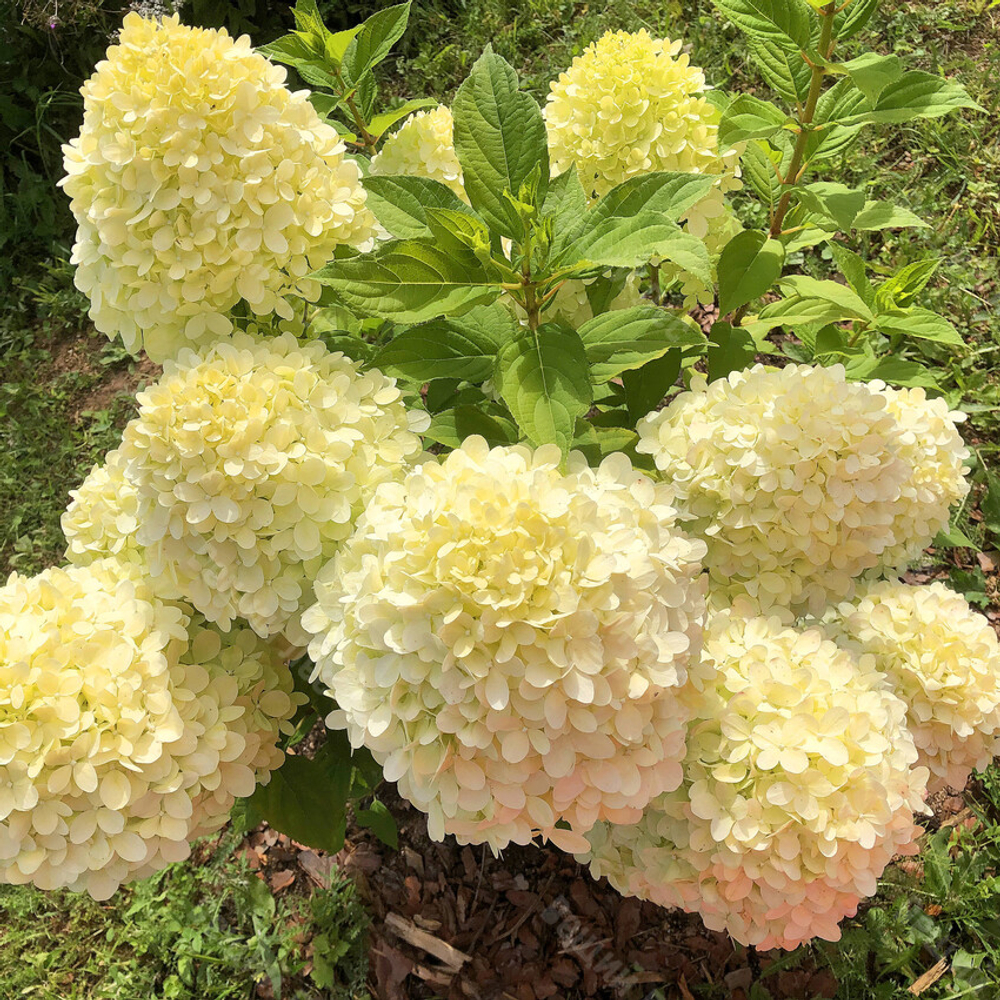 Гортензия метельчатая Селекшен (Hydrangea paniculata Selection )