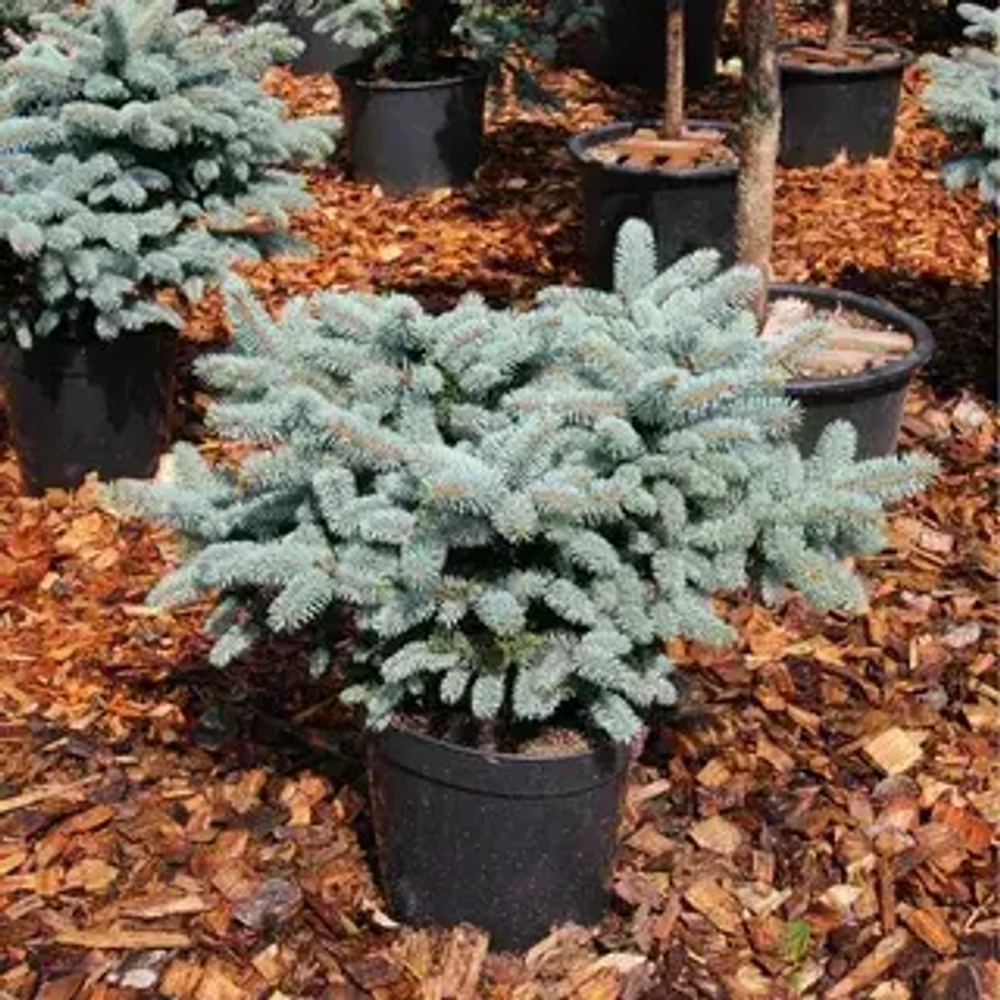 Ель колючая Глаука Глобоза Закупка М35 наличие 2026