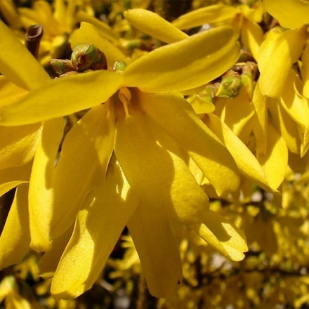 Форзиция Спектабилис