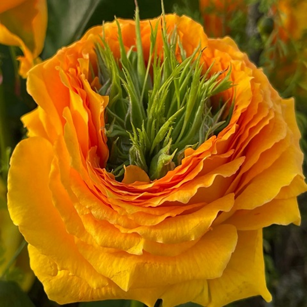 Роза чайно-гибридная Green Island Samoa