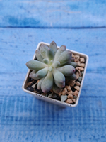 Pachyphytum Baby Finger (Пахифитум)