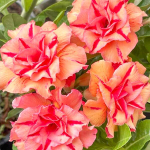 Адениум THONG PHANLAN