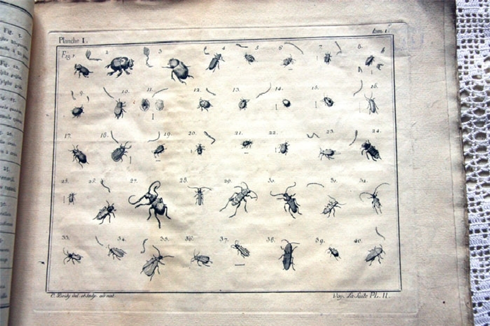 "Nomenclator Iconum Entomologia Linnean: Courante et Augmente Car". De Villers (Де Виллер).