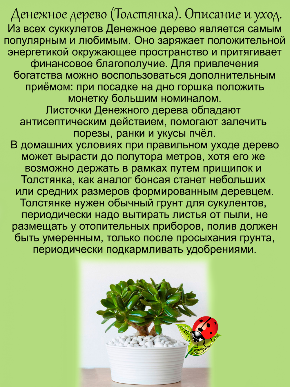 Денежное дерево Толстянка