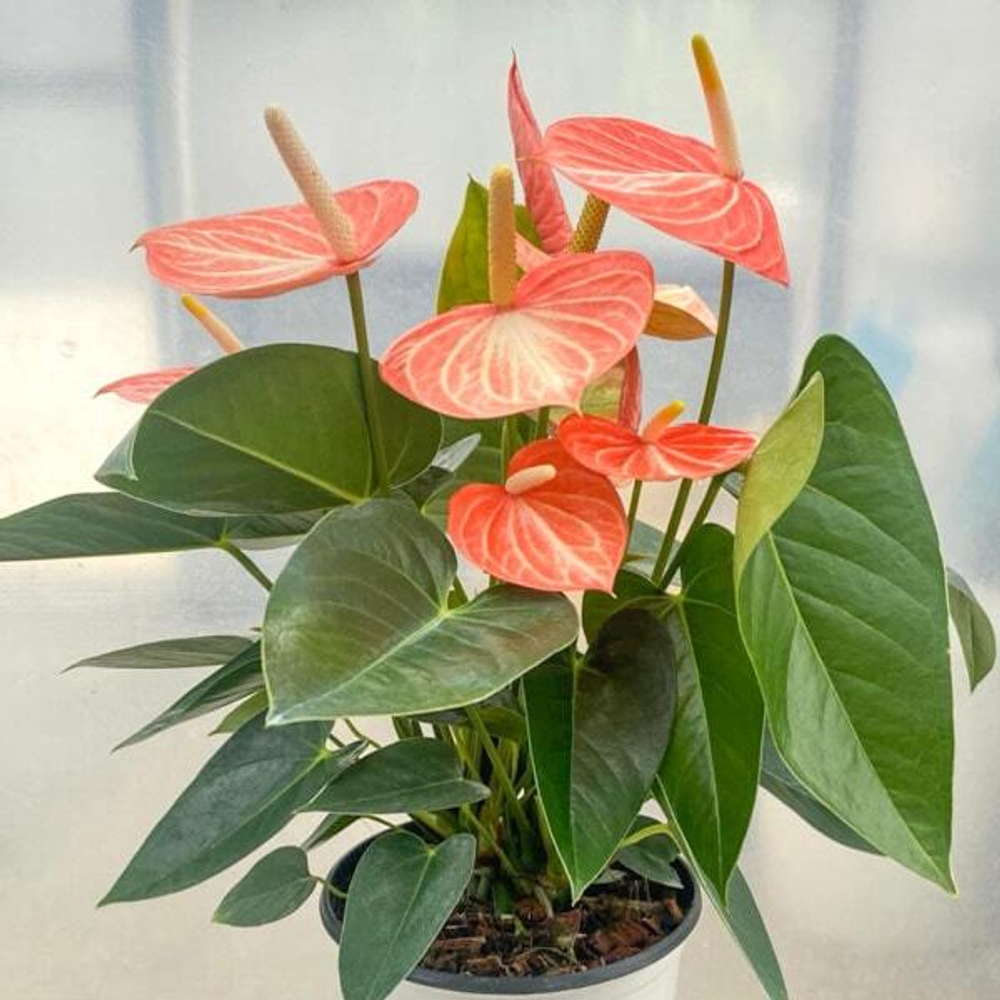 Антуриум Андрэ LIVIUM ORANGE (P118)