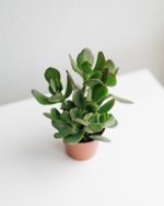 Толстянка Овата