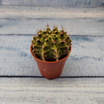 Gymnocalycium Friedrichii (Гимнокалициум)