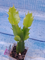 Schlumbergera cv. Double Delight (Шлюмбергера)