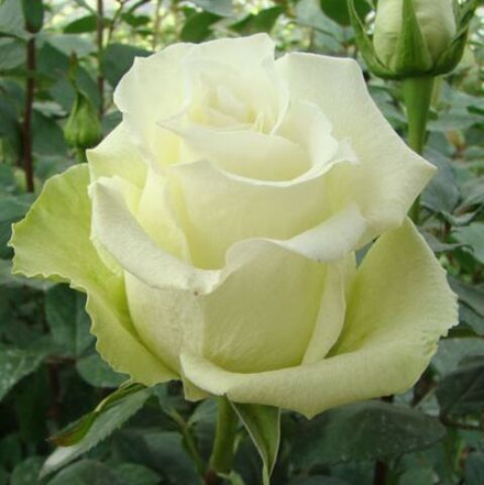 Роза чайно-гибридная Аваланж/ Avalanche, Lexani