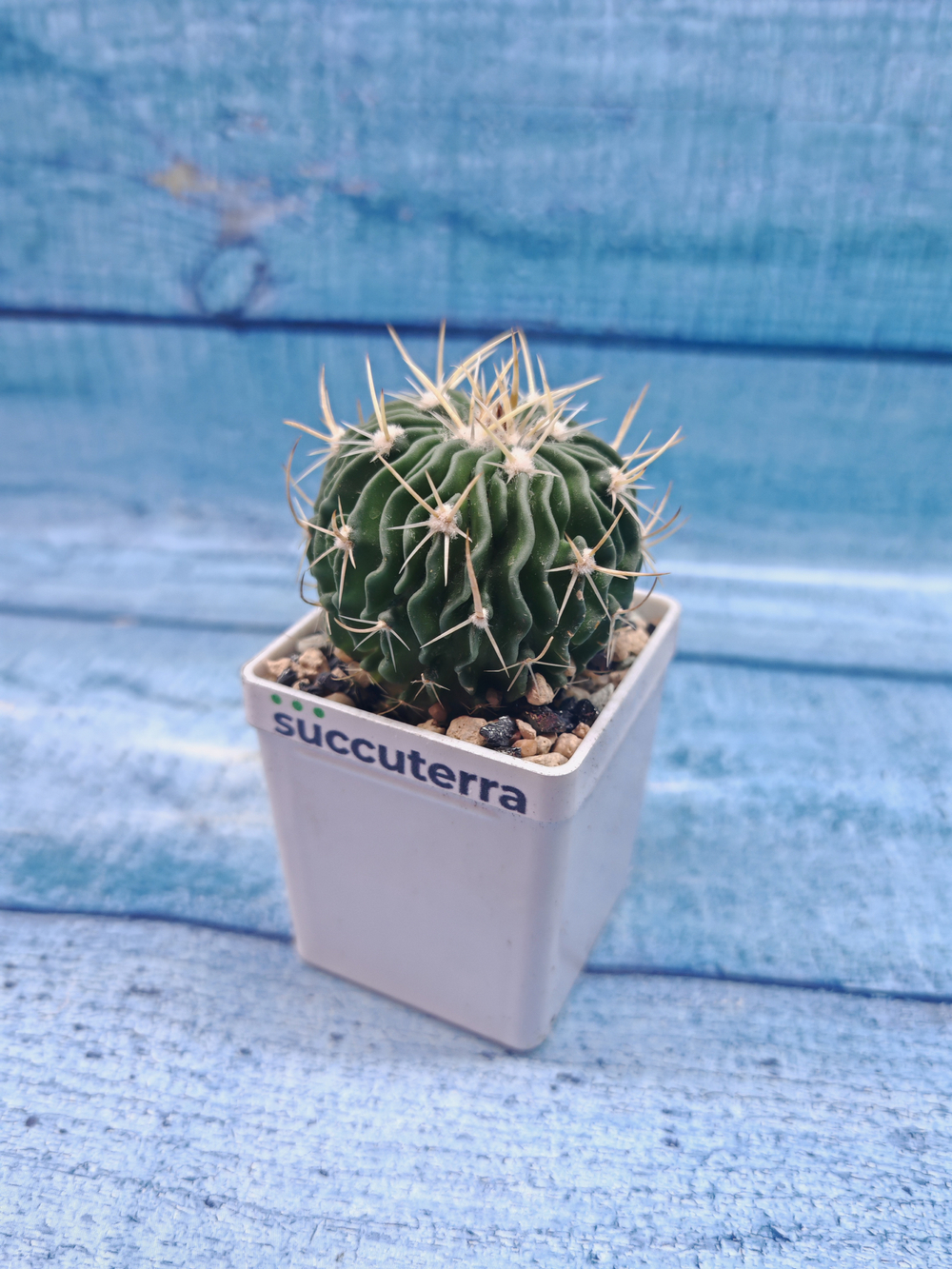 Echinofossulocactus Multicostatus (Эхинофоссулокактус)