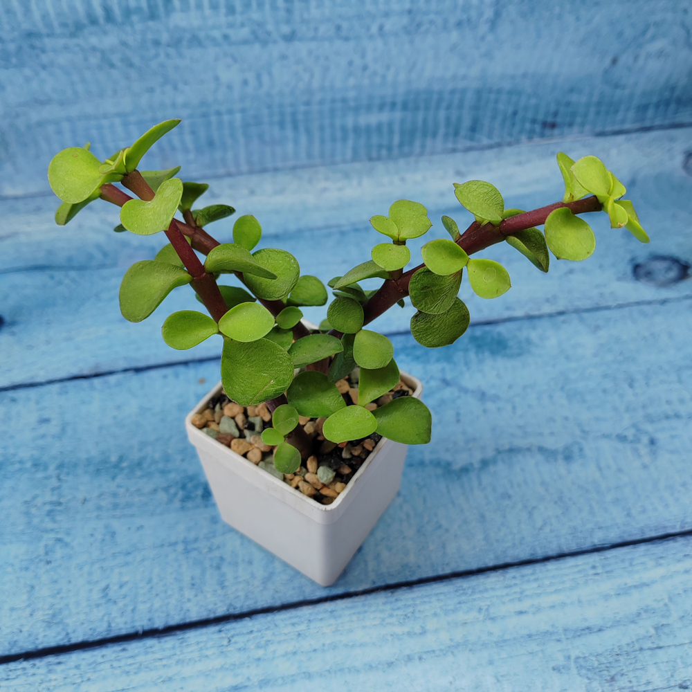 Portulacaria Afra (Портулакария)