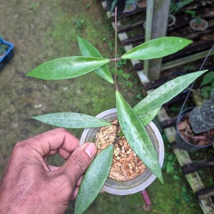 Хойя SULAWESIANA X VERTICILLATA