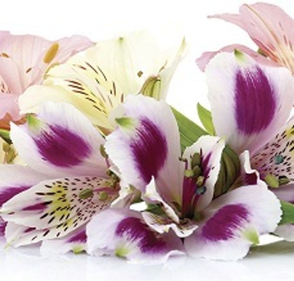 Стеновая панель 2800*610*6 (SP-046 глянец)