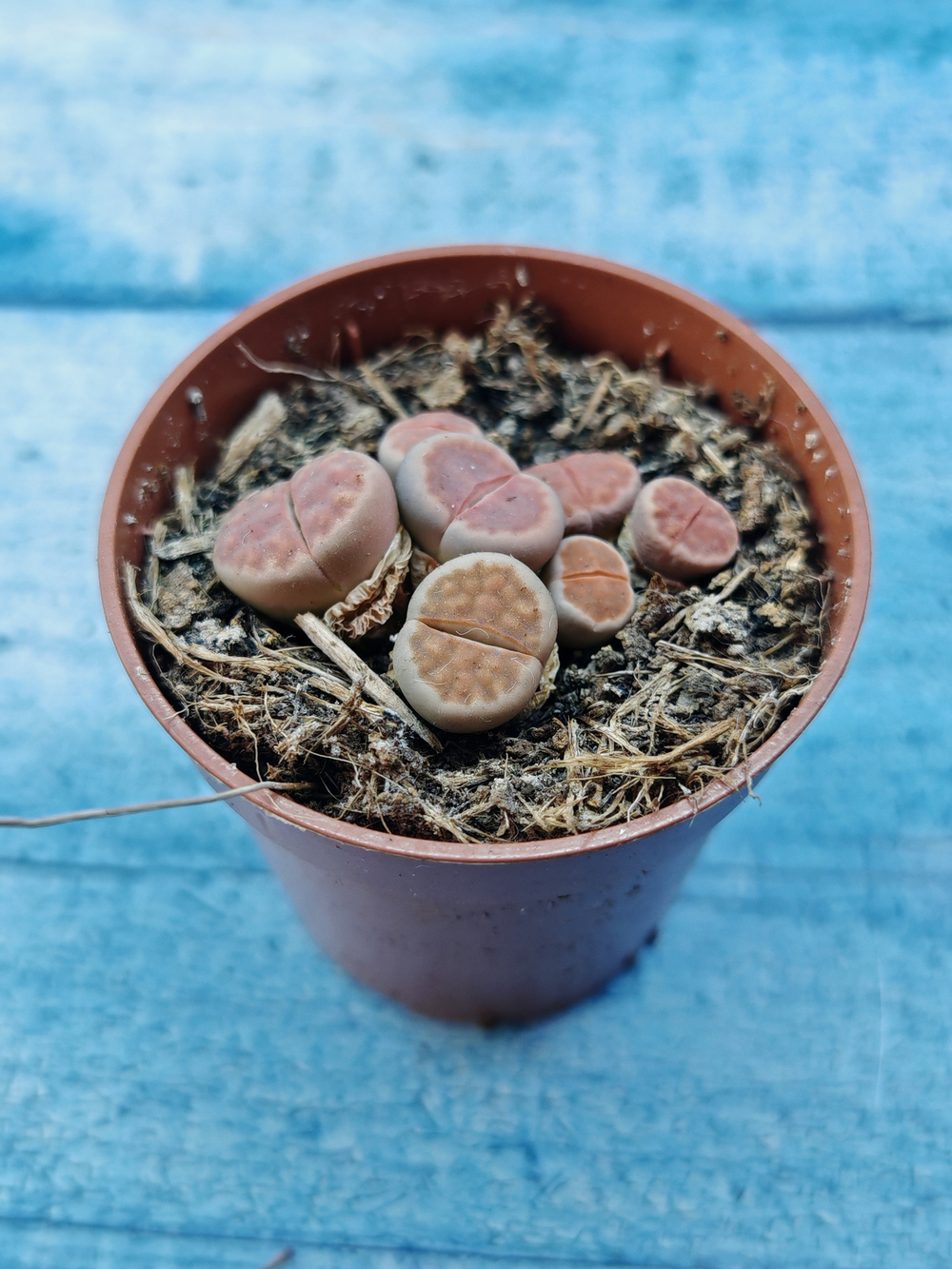Lithops sp. (Литопсы)