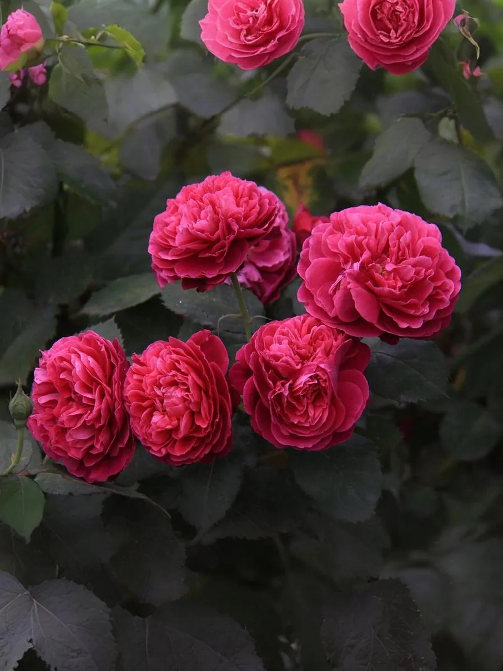 Роза шраб Бисантенэр де Гийо