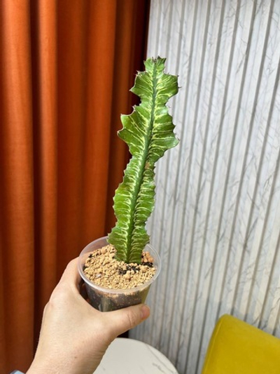 Эуфорбия Аммак, D8см Н20см, 1шт, Urban Jungle (2962)
