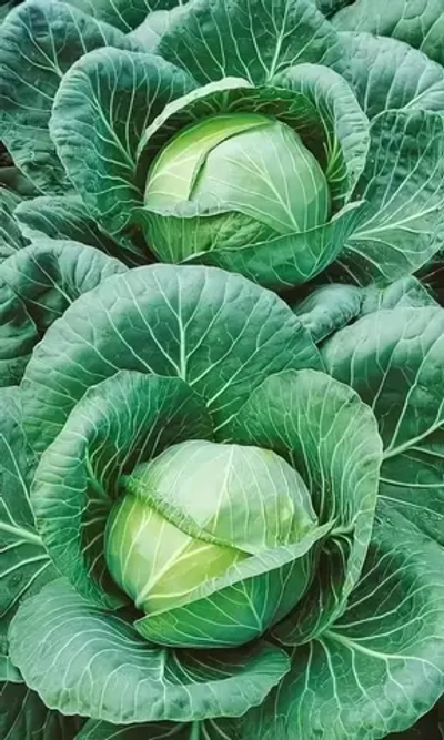 Семена Капуста белокочанная Номер Первый Грибовский 147 (УД) Е/П