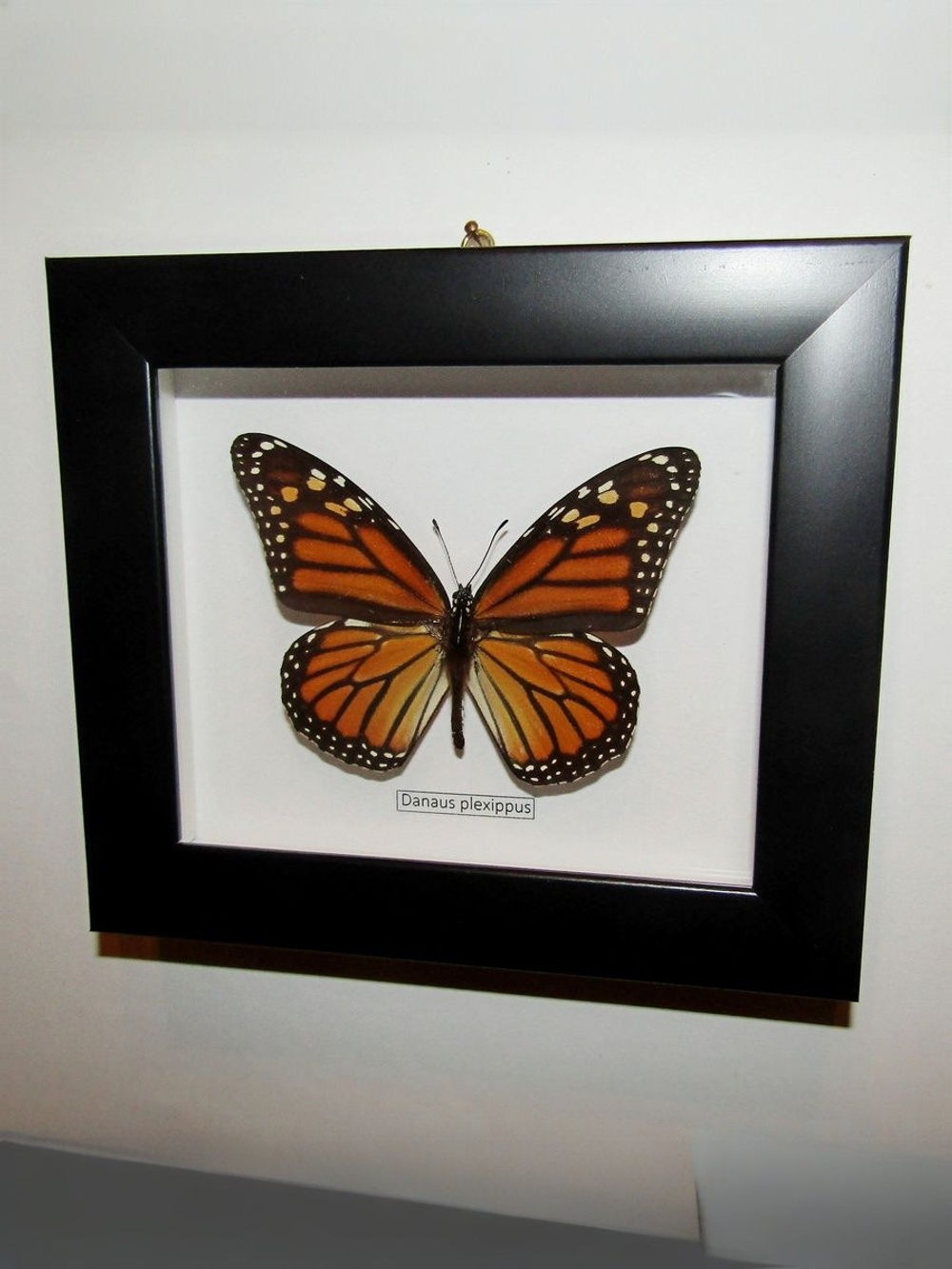 Бабочка Монарх Danaus plexippus в рамке