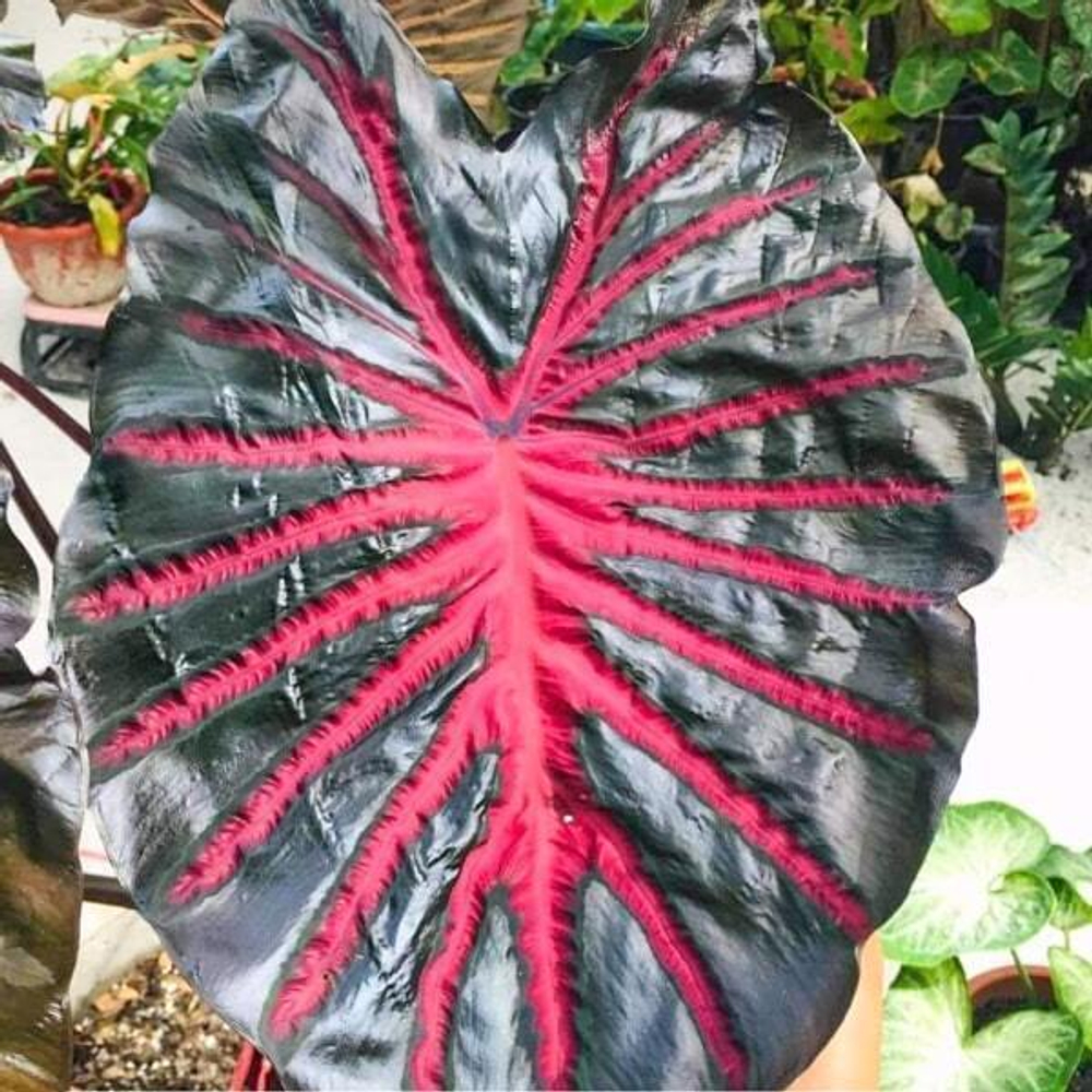 Колоказия BLACK LAVA 2