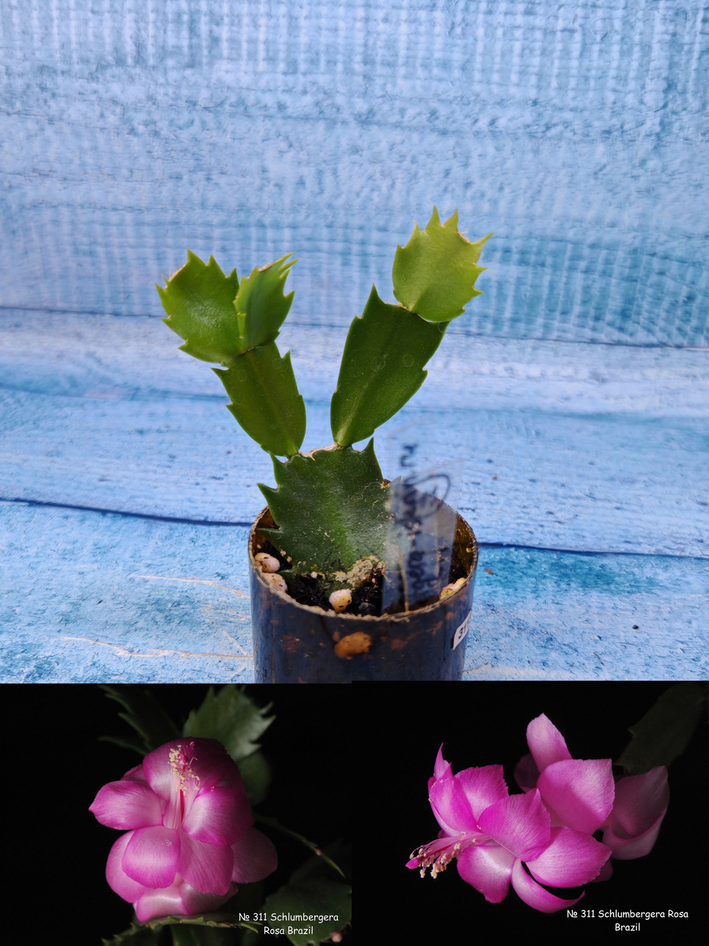 Schlumbergera cv. Rosa Brazil (Шлюмбергера)