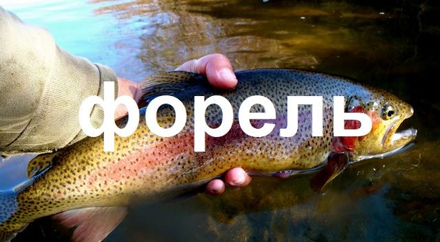Форелевая рыбалка