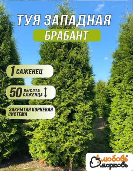 Туя западная Брабант 1шт