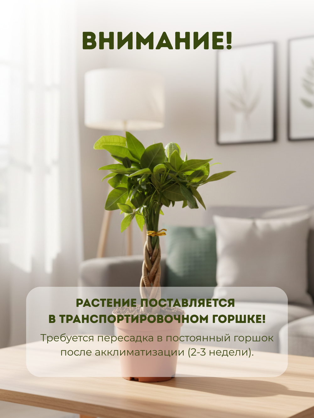 Пахира Five-Branch пять стволов д.