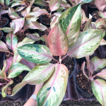 Аглаонема ONE THOUSAND / BAENG PHAN