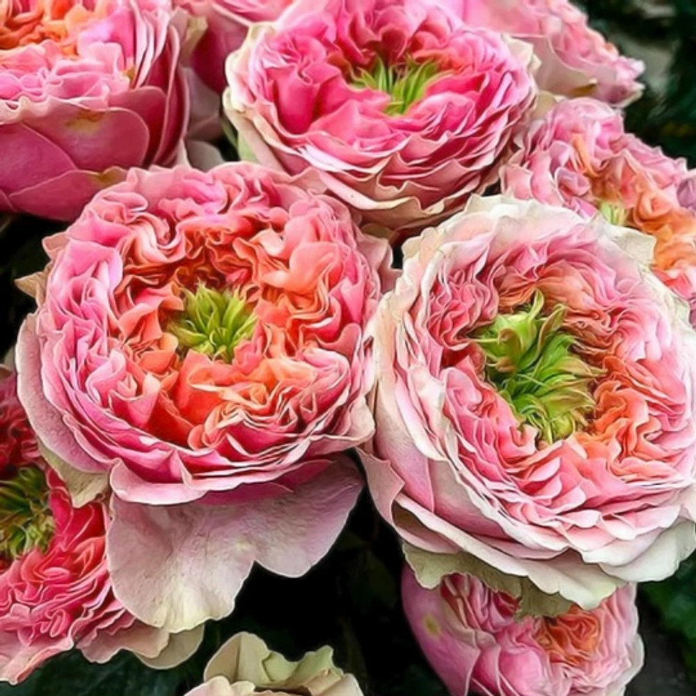 Роза Пинк Ай ( Чайная )