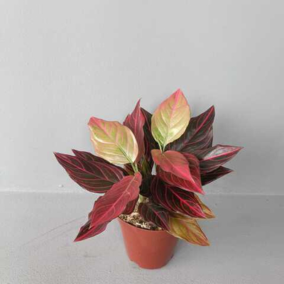 Аглаонема Ред Вайн