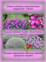 Гвоздика серовато-голубая "Пинк Бланка" многолетняя