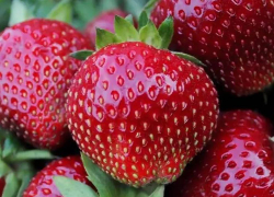 Земляника поздняя Мальвина Р9